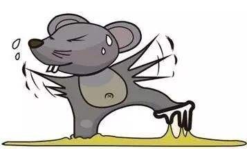 珠海滅老鼠專業(yè)滅鼠公司，15年專注有害生物防控