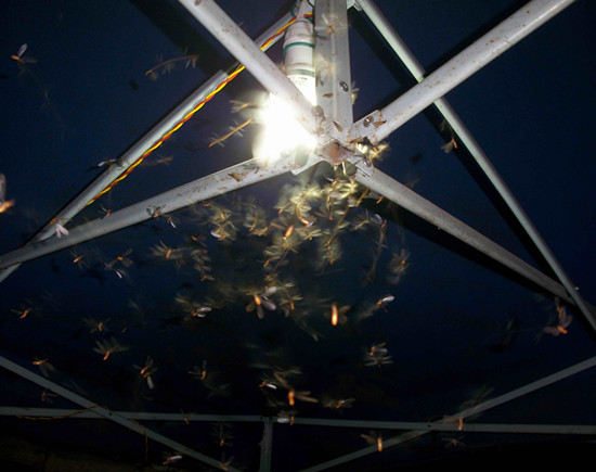 廣東省中山市白蟻危害大，2-9月份進入其