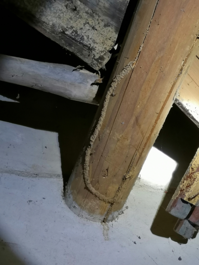 又到白蟻分飛季，房屋安全很揪心！如何預(yù)防話你知