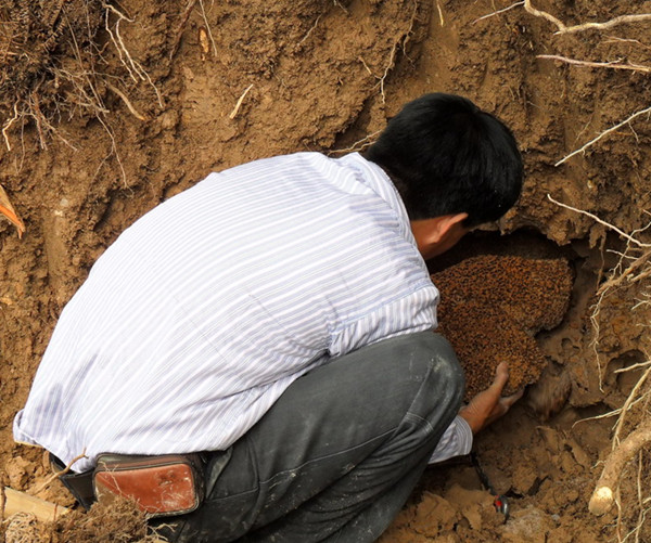 坦洲鎮(zhèn)家庭白蟻危害有哪些呢？