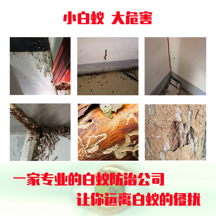 湖南寫(xiě)字樓滅白蟻電話(huà)