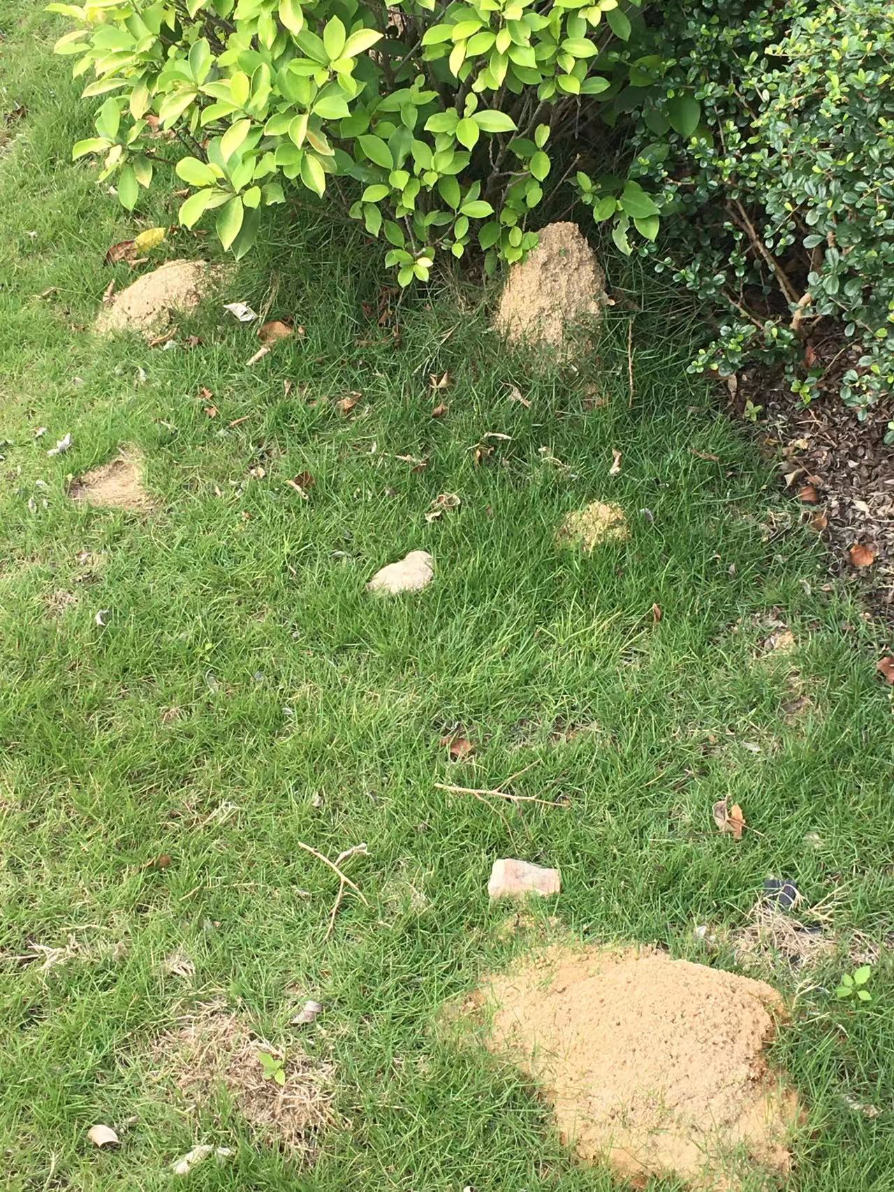 中山如何防治紅火蟻？中山滅殺紅火蟻 中山