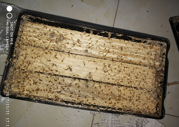 白蟻防治公司 白蟻防治公司