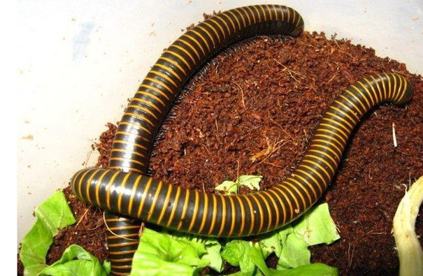 專業(yè)除蟲公司教你防治多腳馬陸 專業(yè)除蟲公司教你防治多腳馬陸