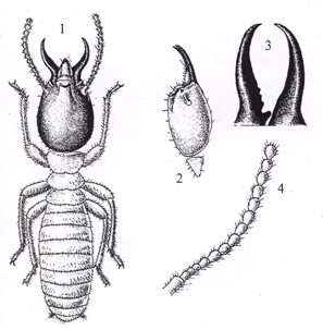 1581498295505505.png image.png