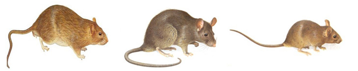 除四害(圖2) 除四害(圖2)